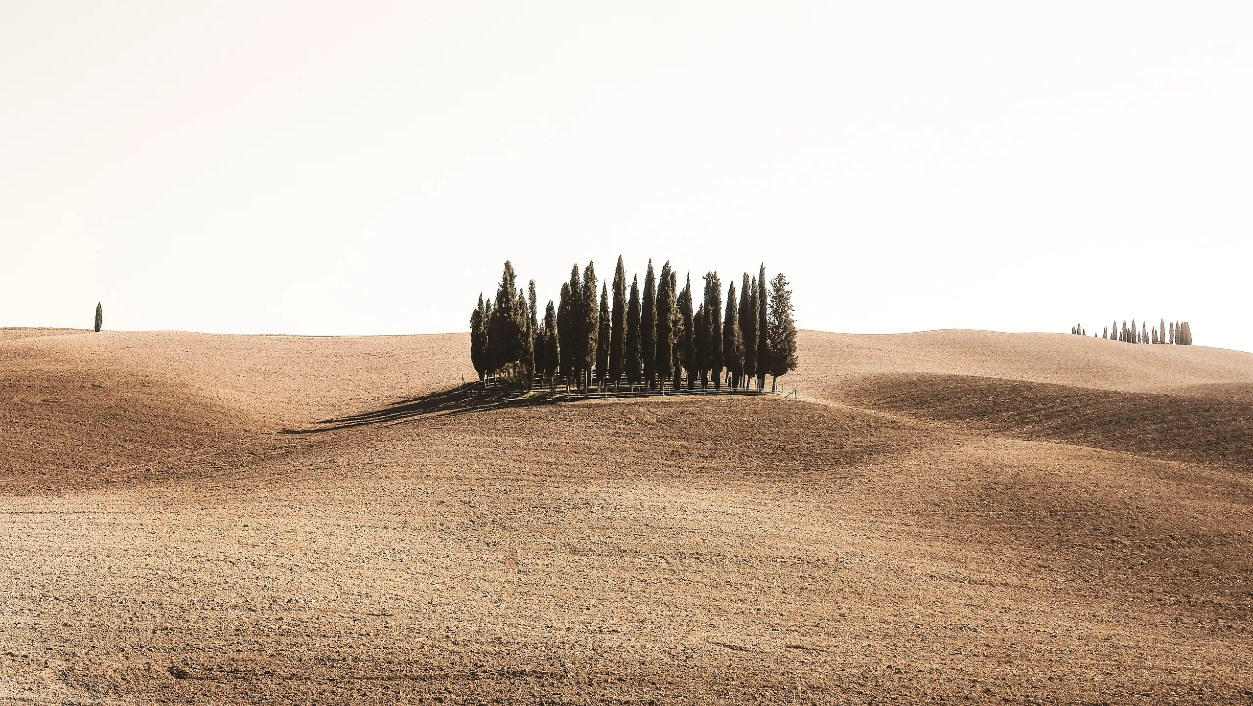 A grove of cypress trees on pale, sun-bleached hills in the Val d'Orcia, under a bright, empty morning sky.